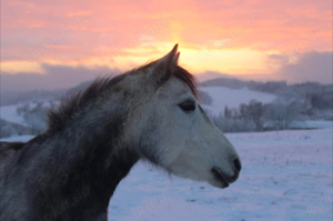 Daisy top Schulpony