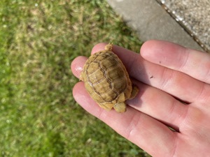 Ägyptische Landschildkröten Testudo kleinmanni 