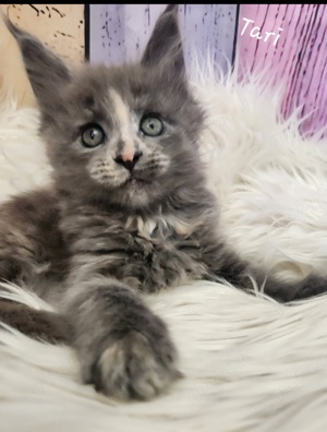 =^..^=Wunderschöne Maine Coon kitten BLAU mit Stammbaum aus seriöser Zucht 