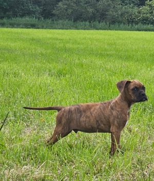 Deutsche Boxer Welpen 