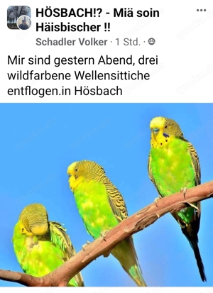 wildfarbene Wellensittiche entflogen 