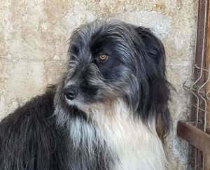 Gordie ca. 48 cm   kleiner Wuschelkopf