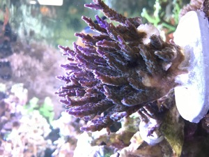 Meerwasser Koralle Acropora Tricolore