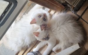 Maine Coon   Ragdoll TWINS!  Kitten als Pärchen abzugeben