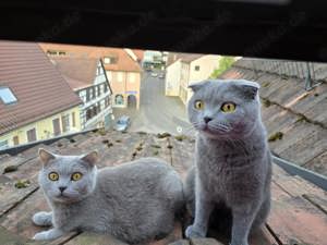 2 BKH kastrierte Kater 