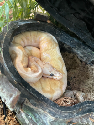 1.0 Banana Spider het Clown Königspython