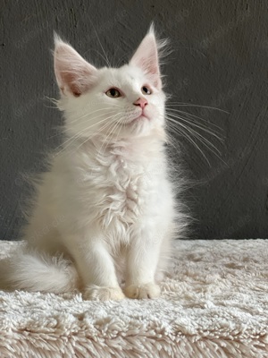 Maine Coon Kitten suchen liebevolle Familien