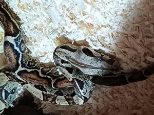 boa constrictor Imperator 