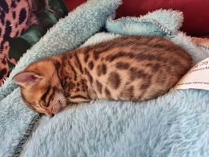 reinrassiges Bengalkitten