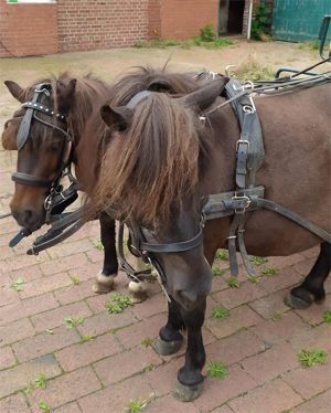 Shetty geritten und gefahren zu verkaufen - 