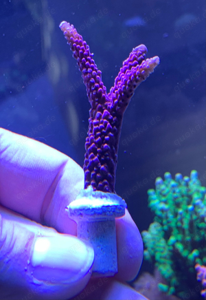 WYSIWYG - FMC Acropora Red Robin Staghorn - selten, Korallen, Meerwasser