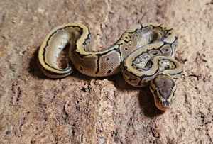 Pinstripe het Pied