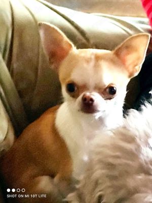 Chihuahua Rüde  sucht nach Zuhause 