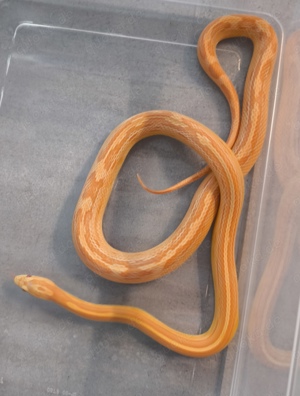 Adulte 0.1 Kornnatter Amel Motley x striped het. Hypo, caramel, bloodred