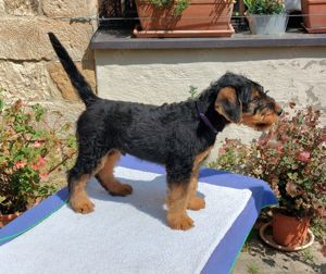 2 Airedale Terrier Welpen ( RÜ  HÜ) VDH KfT Papiere von seriösem Züchter*VDH