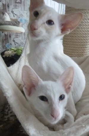 Cassandra und Caligula suchen neues Personal 