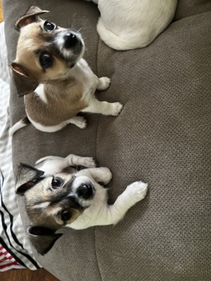 Chihuahua  Jack Russel Mix