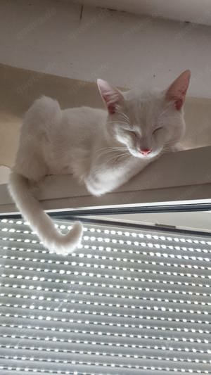 Seltene Russische White Mix Kater zu Verkaufen