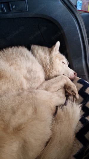 Husky sucht liebevolles Zuhause 