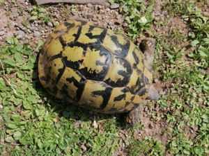 Griechische Landschildkröte, Weibchen, adult