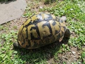 Griechische Schildkröte, weibl. 