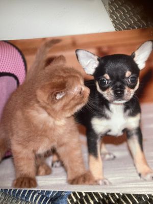 BKH KH LH Kätzchen und Teans Katzen zu verkaufen, Anfrage bitte Telefonisch