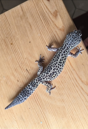  Eublepharis macularius Leopardgecko 0.1 DRINGEND 