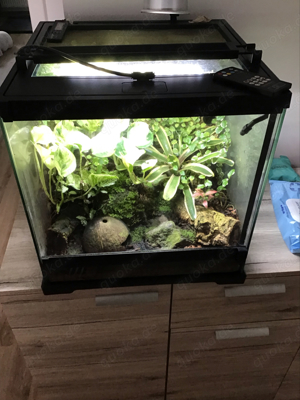 exo terra frog 45x45x45 voll eingerichtet mit led und uv, Terrarium, Regenwaldterrarium