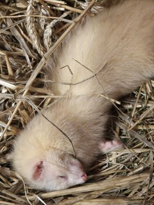 Frettchen Welpen  nur noch 2 Mädchen