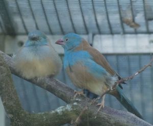 Gebe ab: Blaukopfschmetterlingsfink