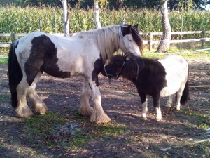 Tinkerwallach 7 Jahre - Rohdiamant Bild 4