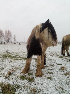 Tinkerwallach 7 Jahre - Rohdiamant Bild 6