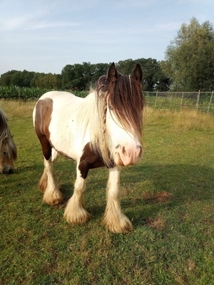 Tinkerwallach 7 Jahre - Rohdiamant Bild 8