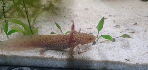 Axolotl bald abgabebereit in wild und cooper 