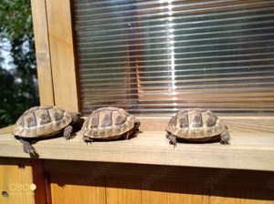 Griechische Landschildkröten 