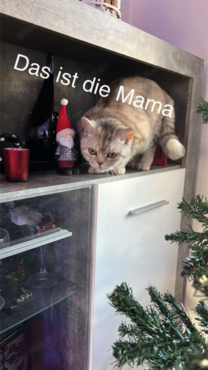 BKH Kater sucht noch ein liebevolles zuhause