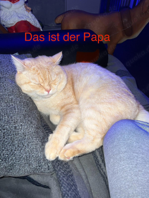 BKH Kater sucht noch ein liebevolles zuhause