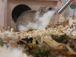 Chinesische Streifenhamster Babys - Rarität - manche mit einer ungewöhnlichen Musterung !