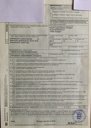 Griechische Landschildkröte   Testudo hermanni hercegovinensis   180 Euro   Mülheim-Kärlich  Bild 5