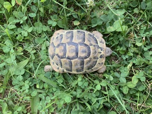 Griechische Landschildkröte   Testudo hermanni hercegovinensis   180 Euro   Mülheim-Kärlich  Bild 4