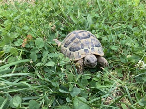 Griechische Landschildkröte   Testudo hermanni hercegovinensis   180 Euro   Mülheim-Kärlich 