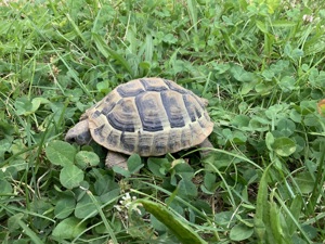 Griechische Landschildkröte   Testudo hermanni hercegovinensis   180 Euro   Mülheim-Kärlich  Bild 2
