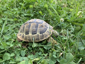 Griechische Landschildkröte   Testudo hermanni hercegovinensis   180 Euro   Mülheim-Kärlich  Bild 3