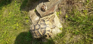 Griechische Landschildkröte NZ 2020 