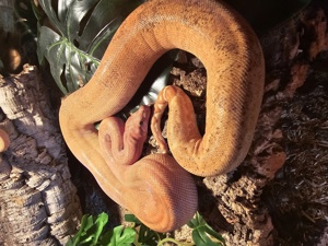 hypo honduran leopard boa