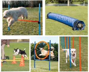 Agility für Hunde Spiel Spass & Sport