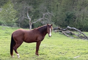 Quarter Horse Jungpferde Zwei u.Dreijährige Stute und Hengste