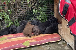 Reinrassige Labrador Retriever Welpen 