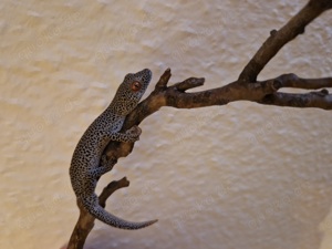 Strophurus Taenicauda 