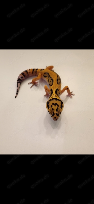 Leopardgecko Eublepharis macularius